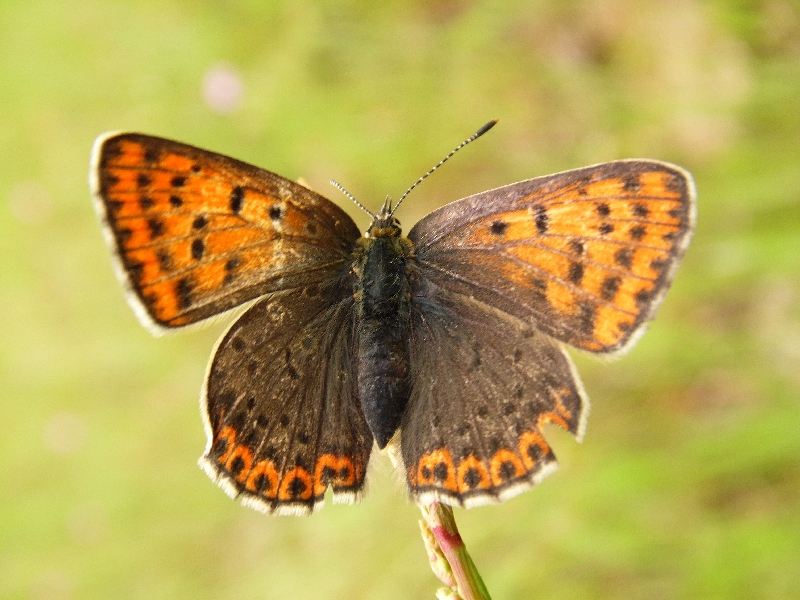 Lycaena tityrus M e F